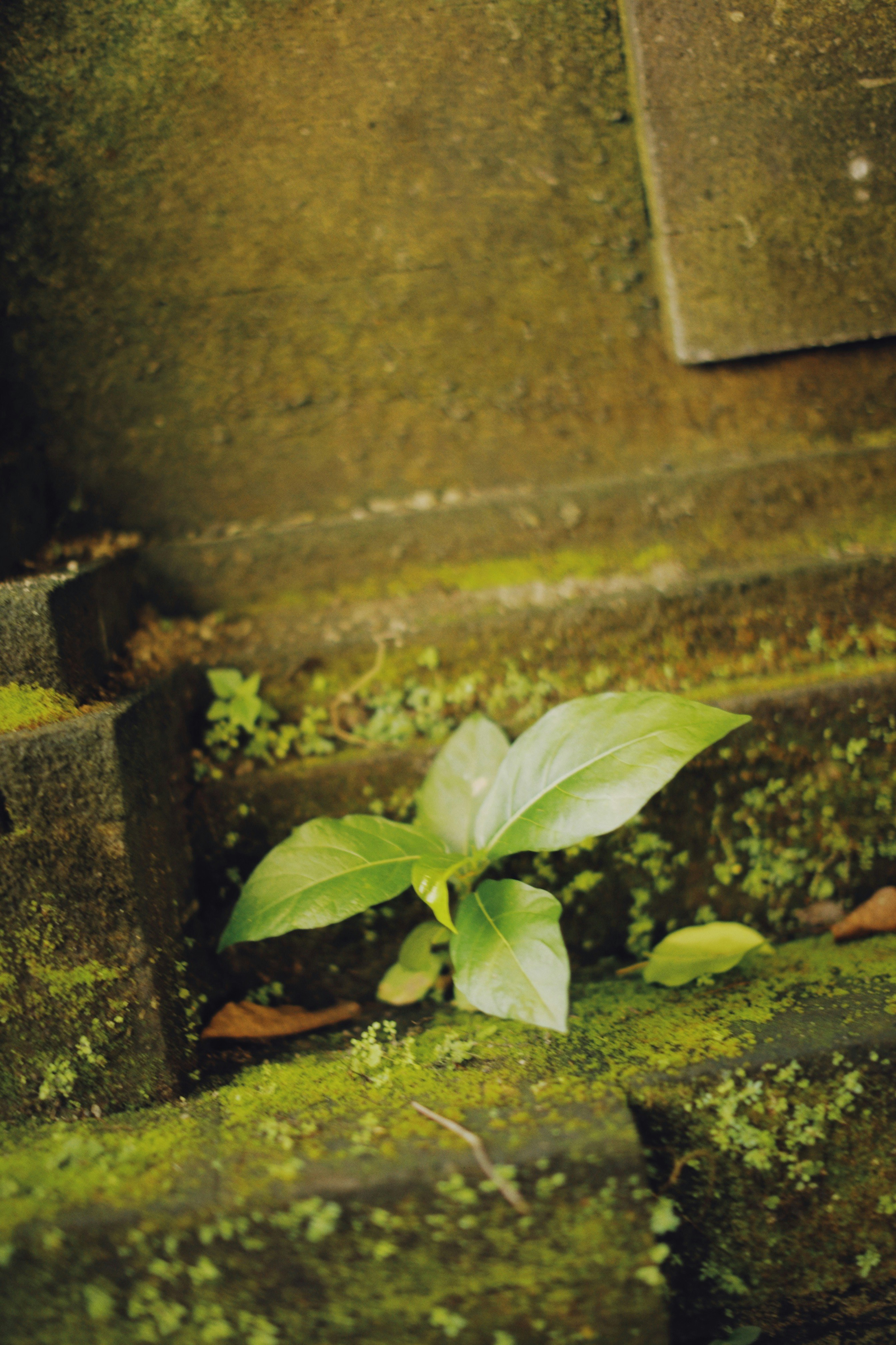 green leaves on brown concrete stairs